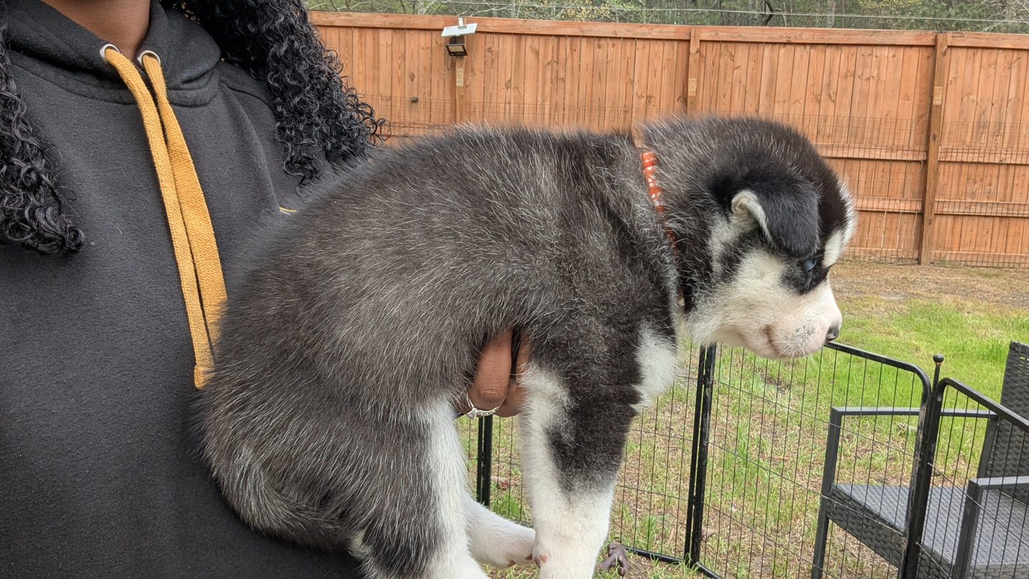 Niko ♂️ (Adopted) "Alpha"