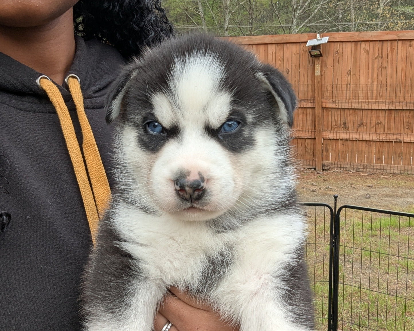 Niko ♂️ (Adopted) "Alpha"