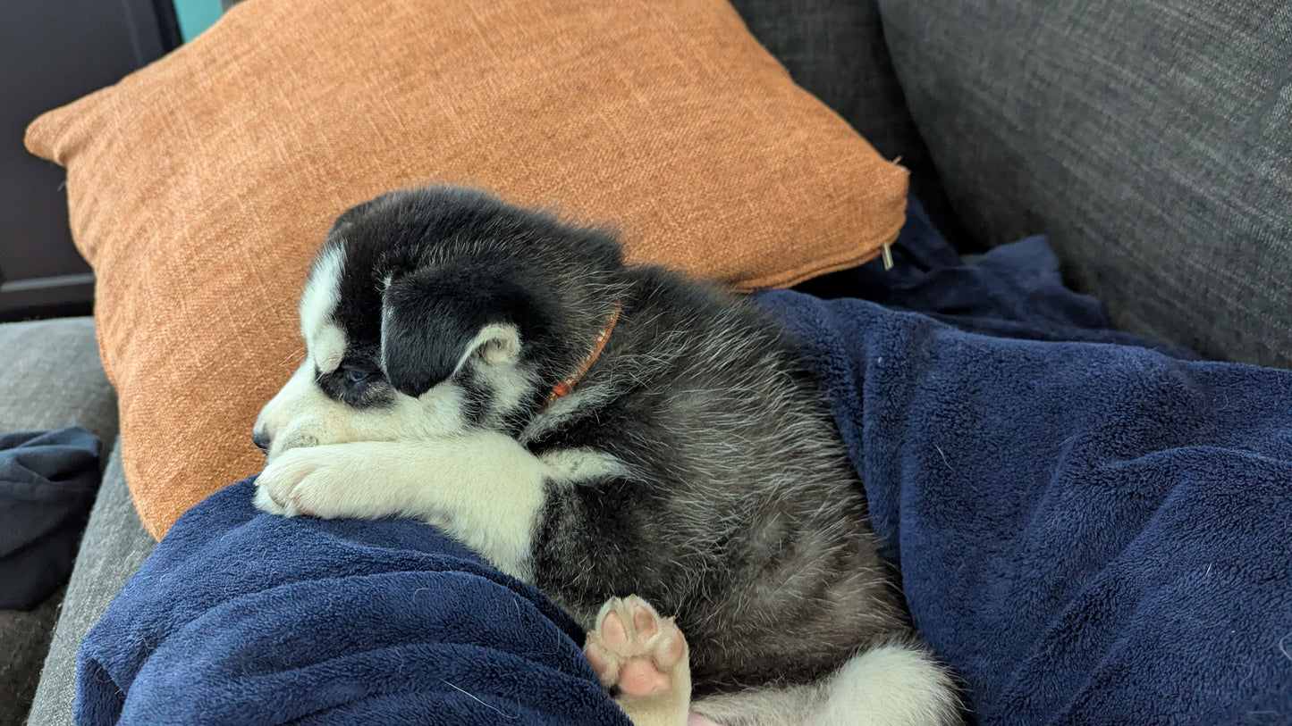 Niko ♂️ (Adopted) "Alpha"