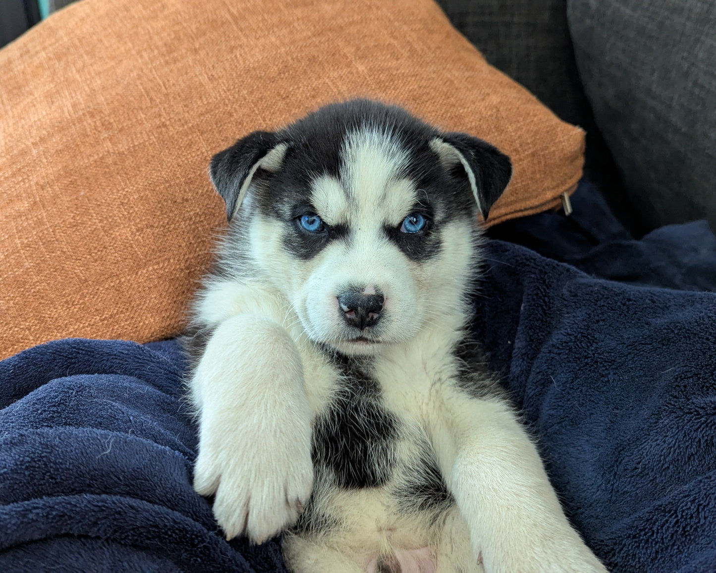 Niko ♂️ (Adopted) "Alpha"
