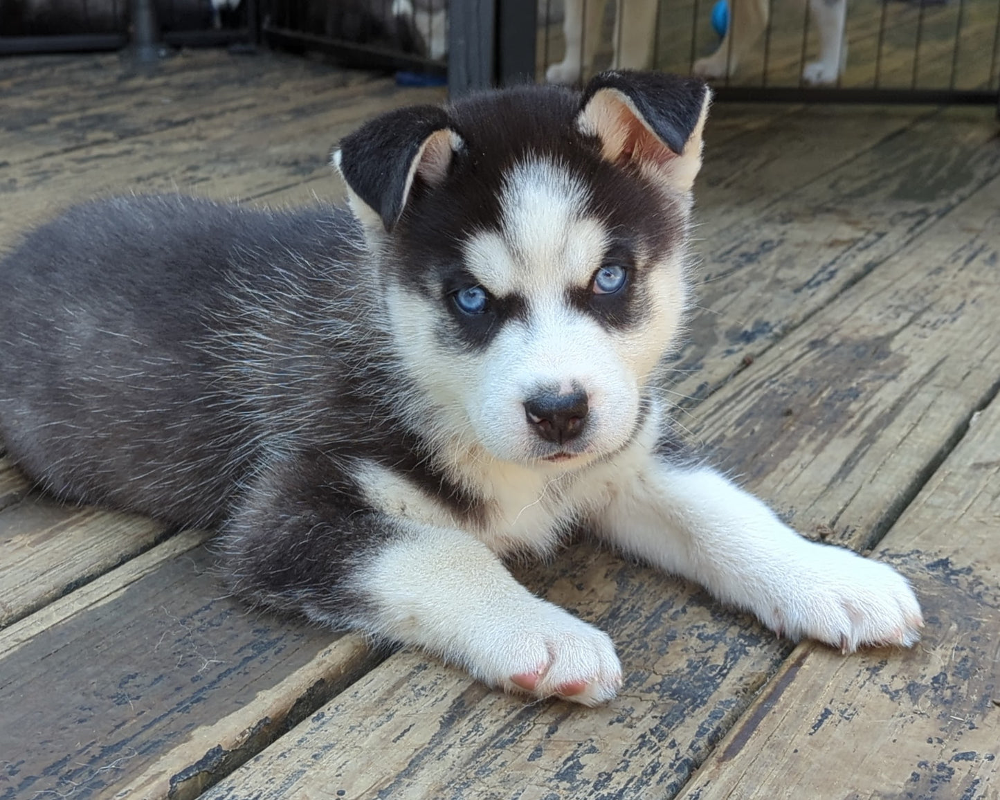 Niko ♂️ (Adopted) "Alpha"