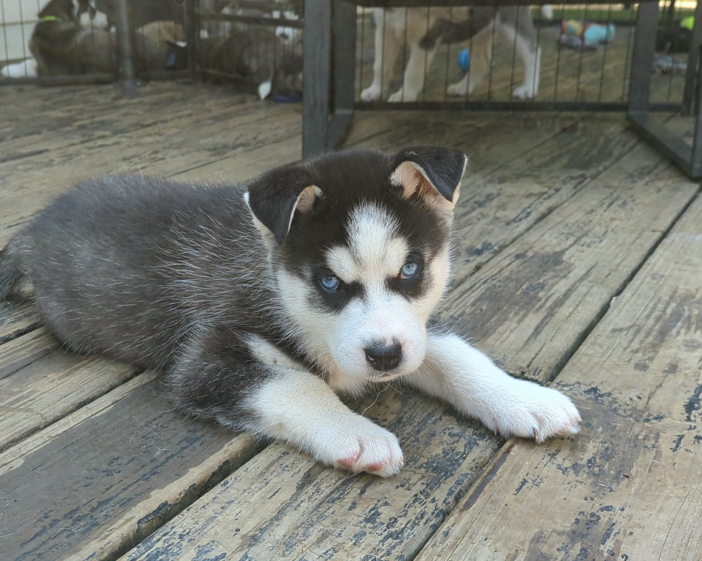 Niko ♂️ (Adopted) "Alpha"