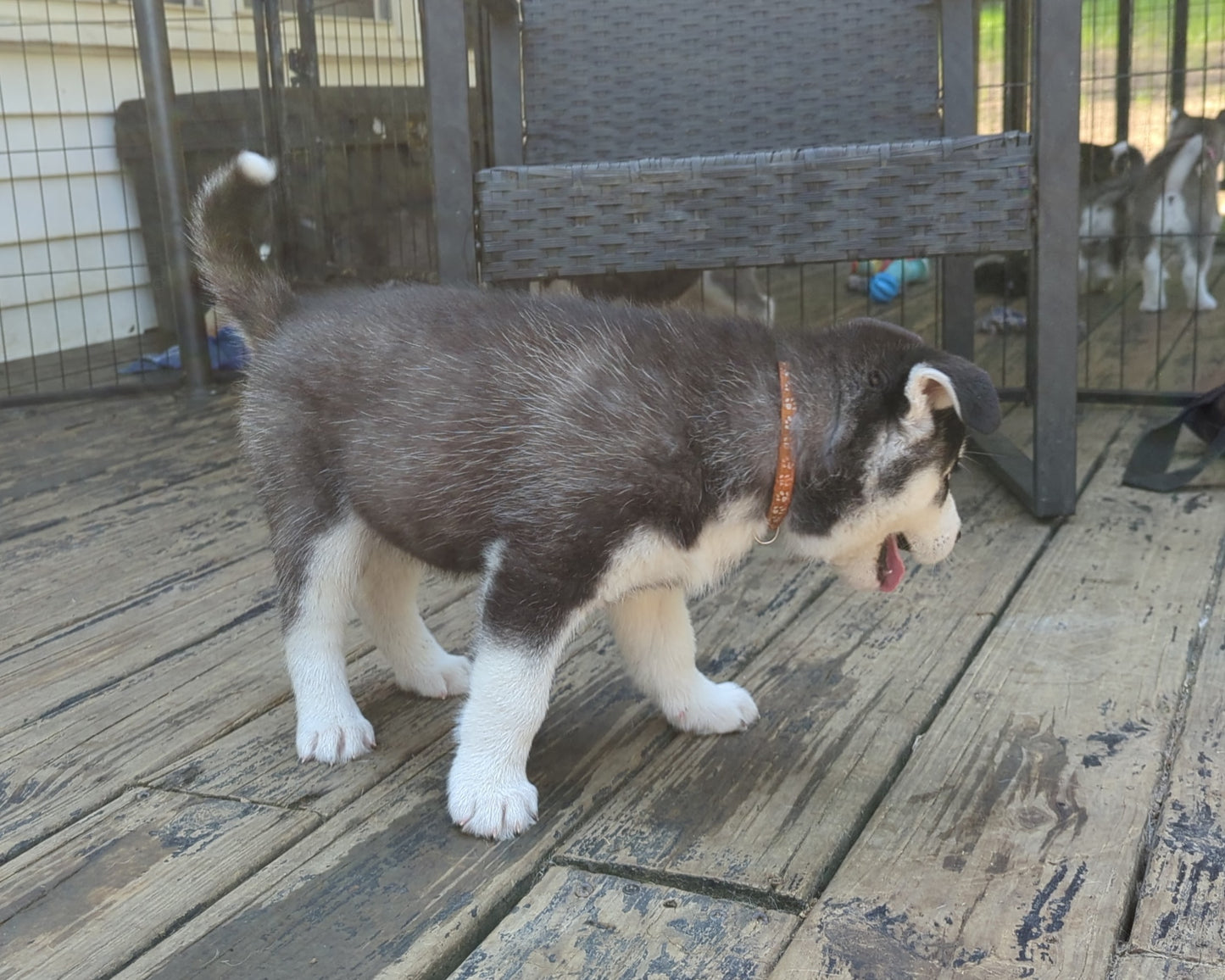 Niko ♂️ (Adopted) "Alpha"