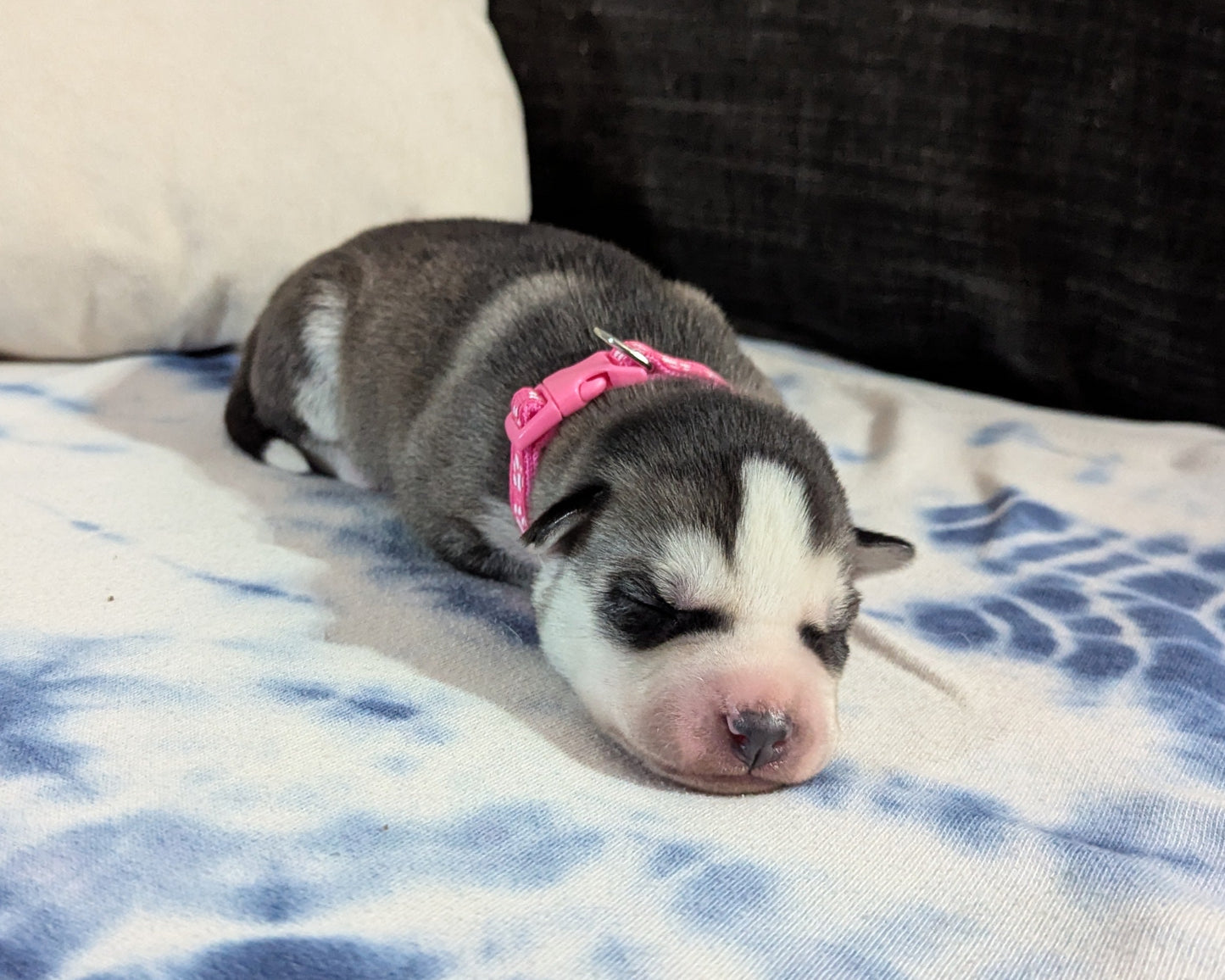 Nova ♀️ (Adopted)