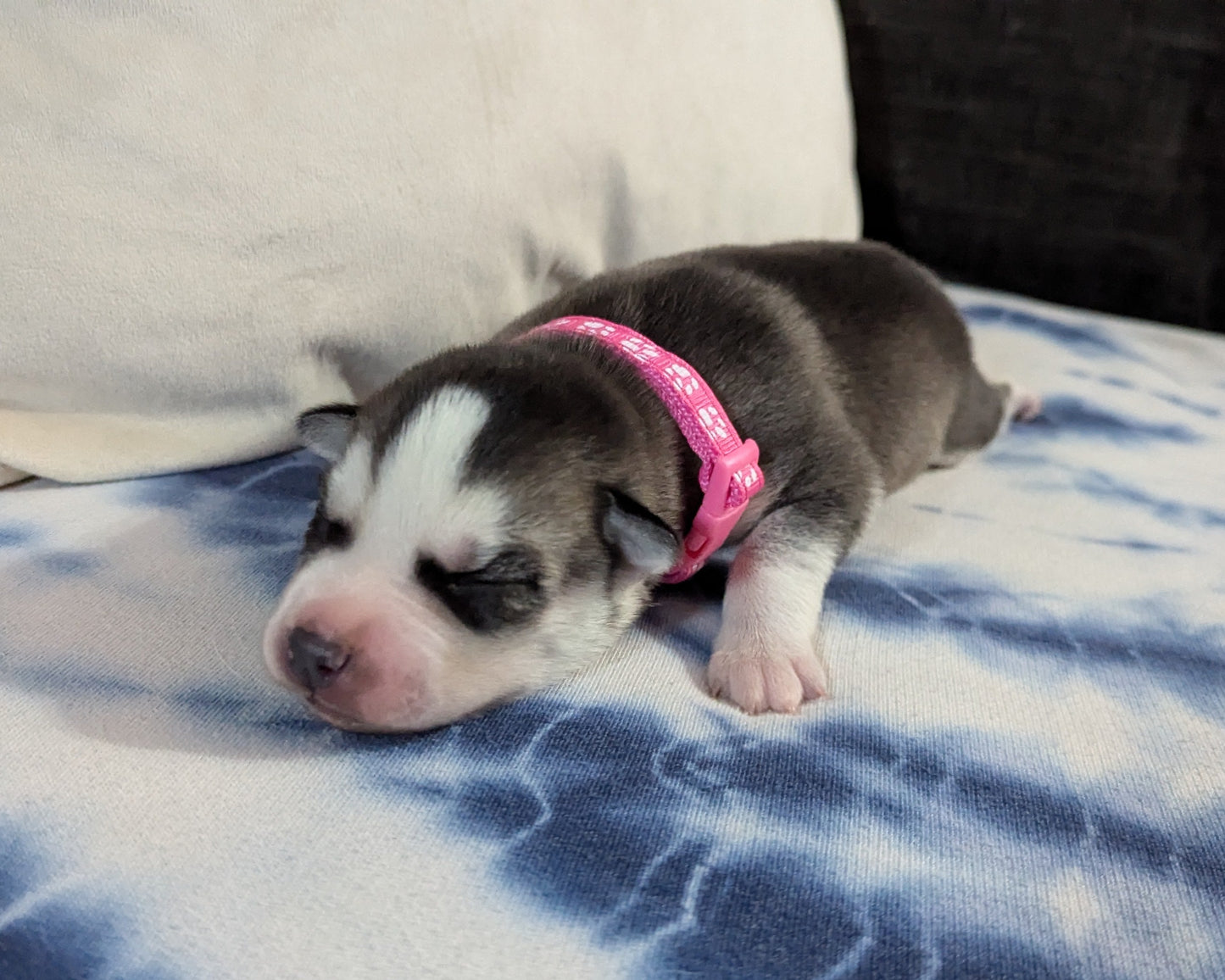 Nova ♀️ (Adopted)