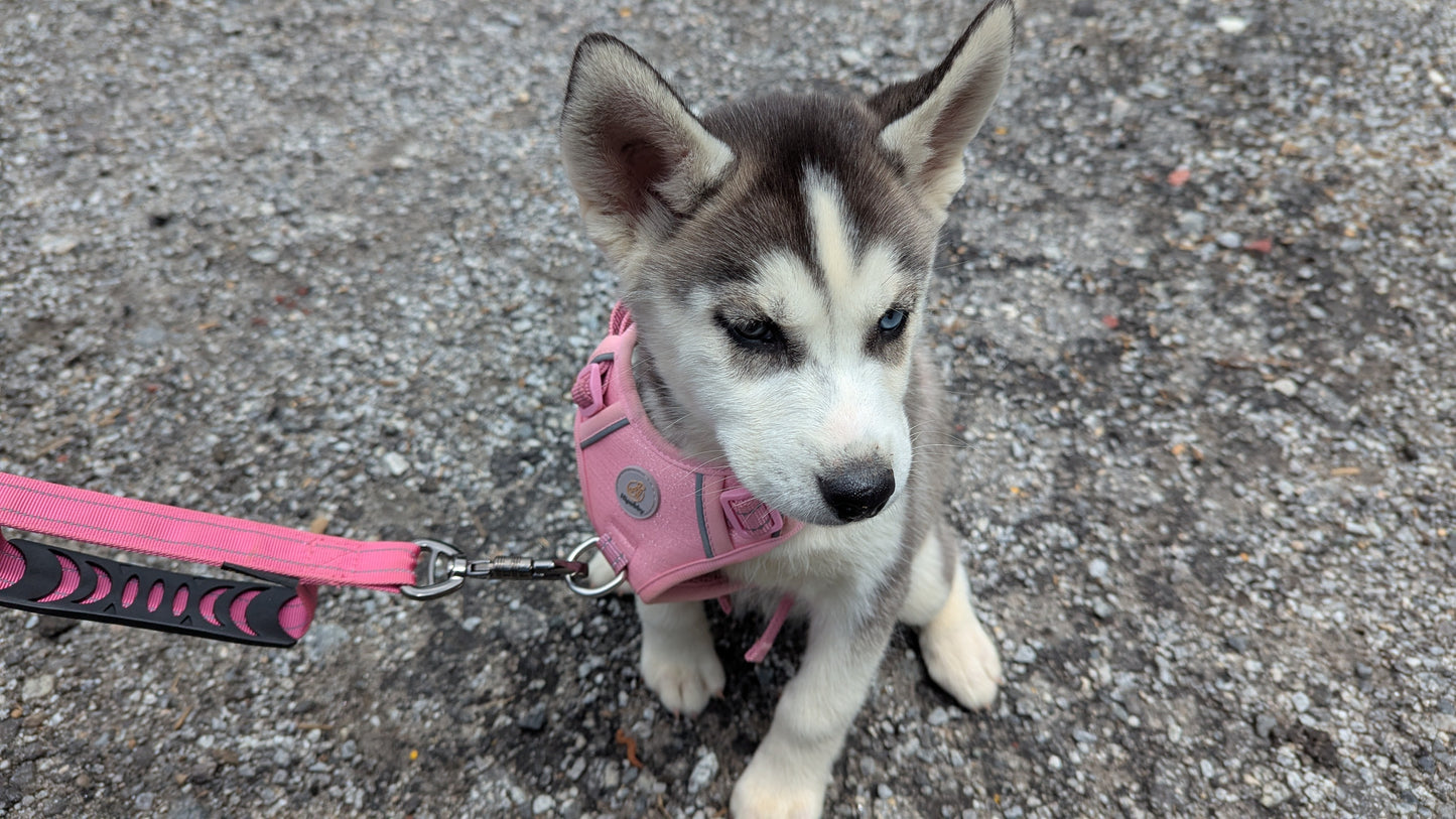 Nova ♀️ (Adopted)