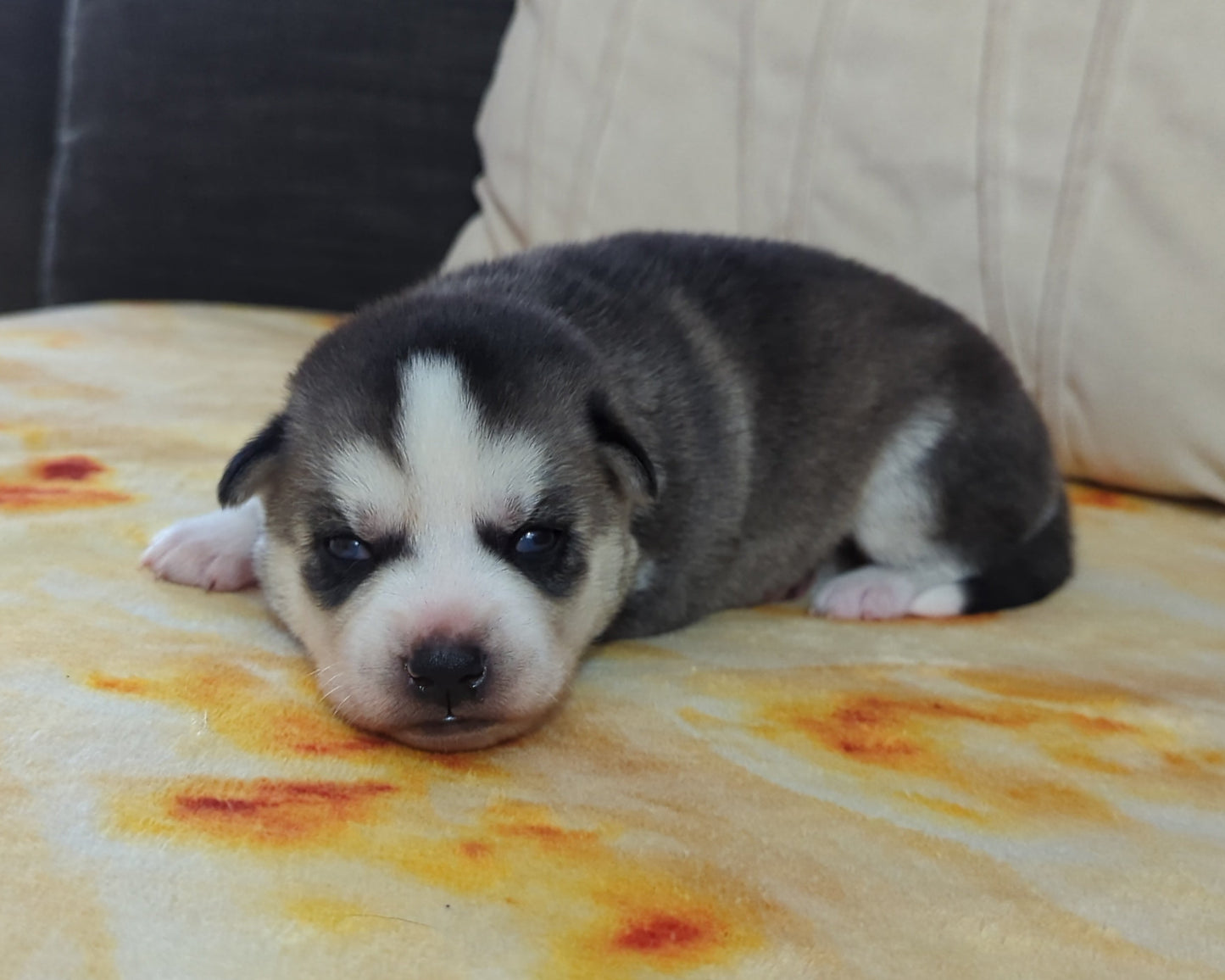 Nova ♀️ (Adopted)