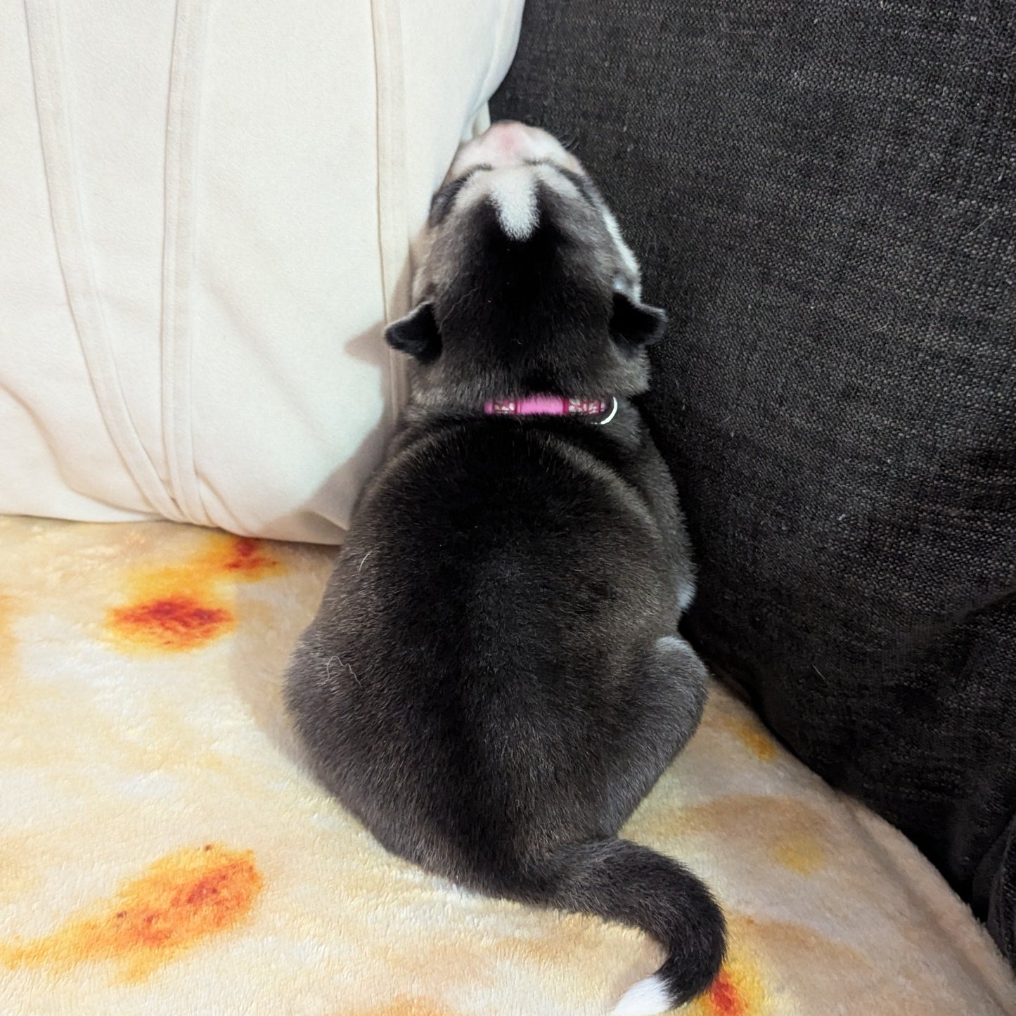 Nova ♀️ (Adopted)