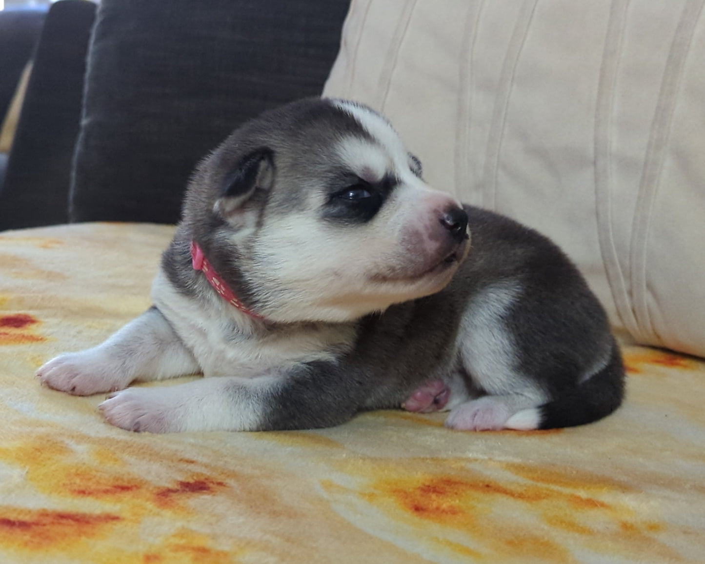 Nova ♀️ (Adopted)