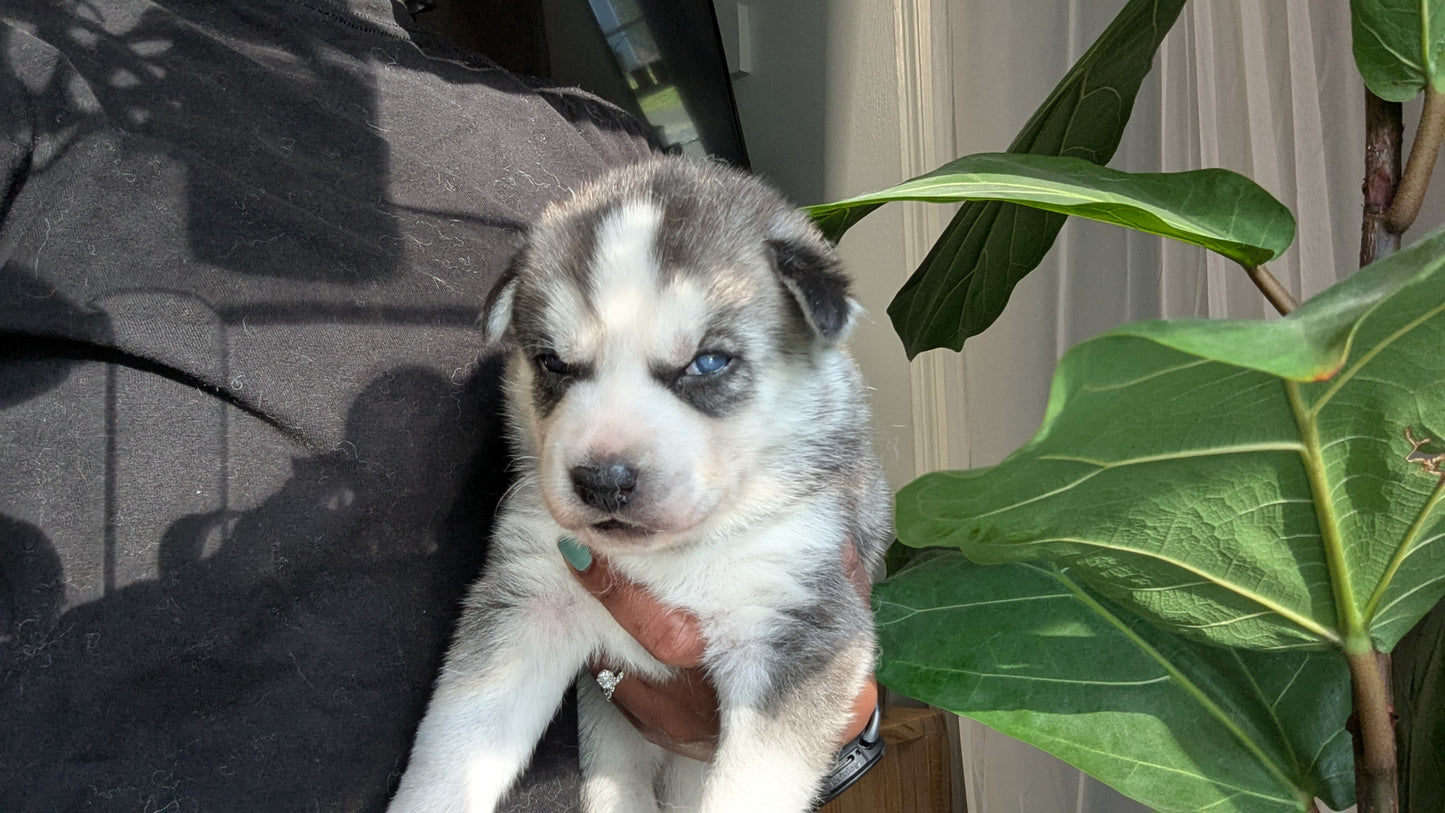 Nova ♀️ (Adopted)