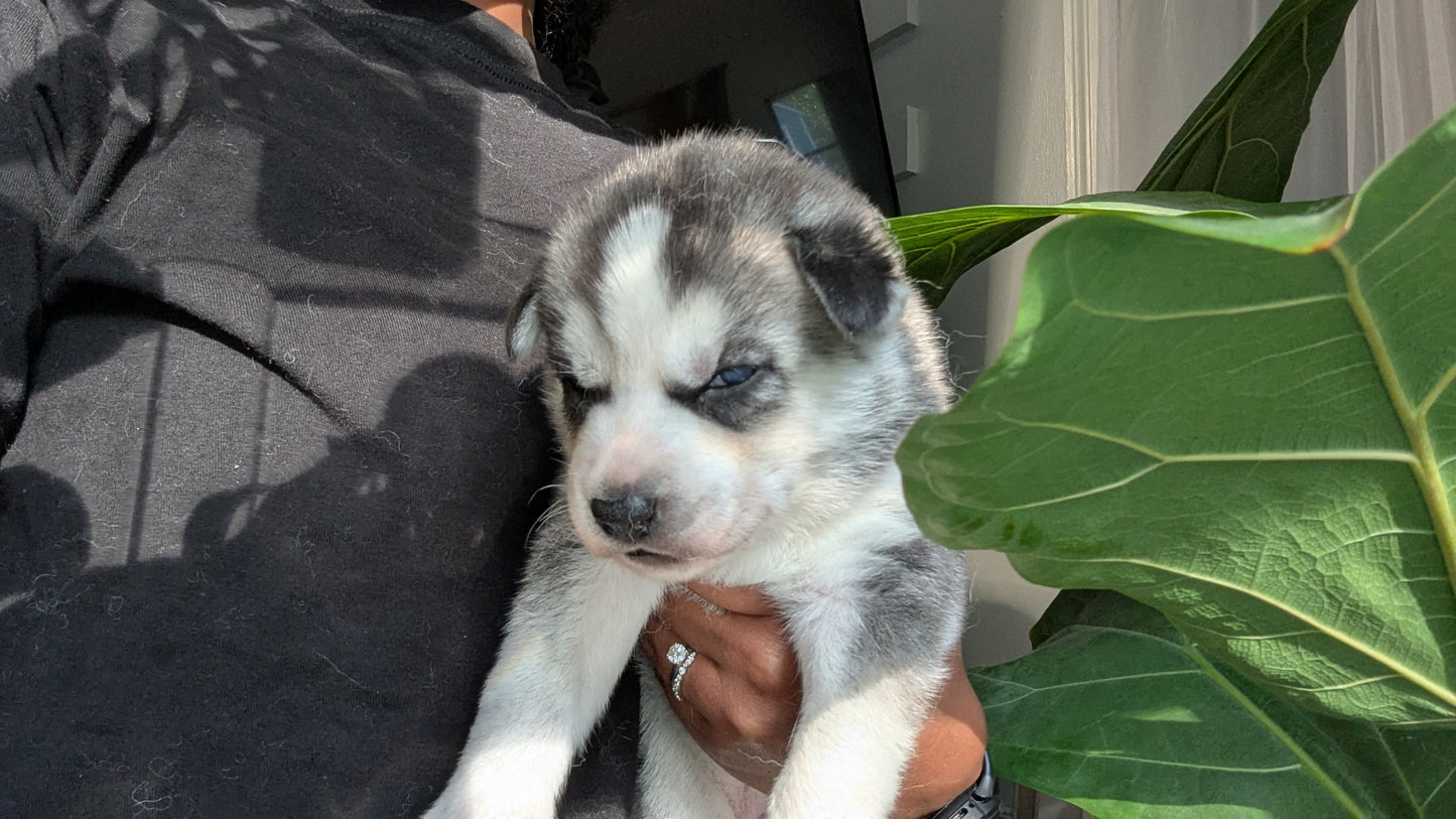 Nova ♀️ (Adopted)