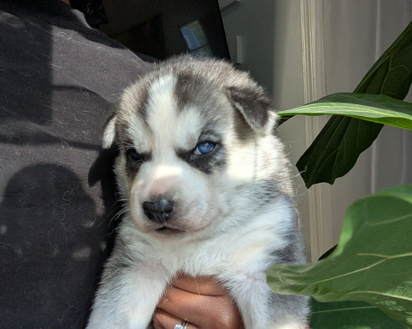 Nova ♀️ (Adopted)