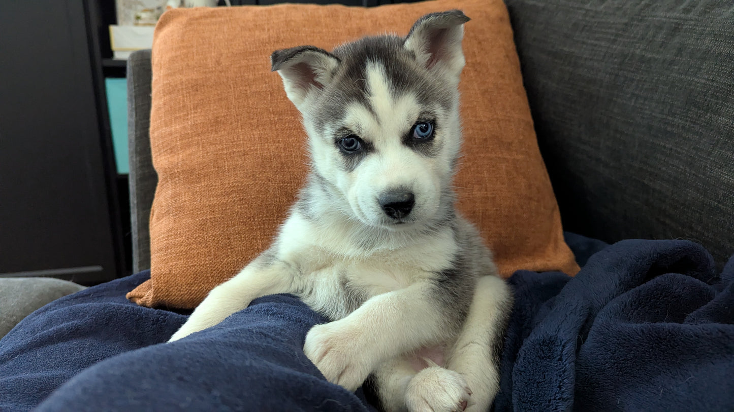 Nova ♀️ (Adopted)