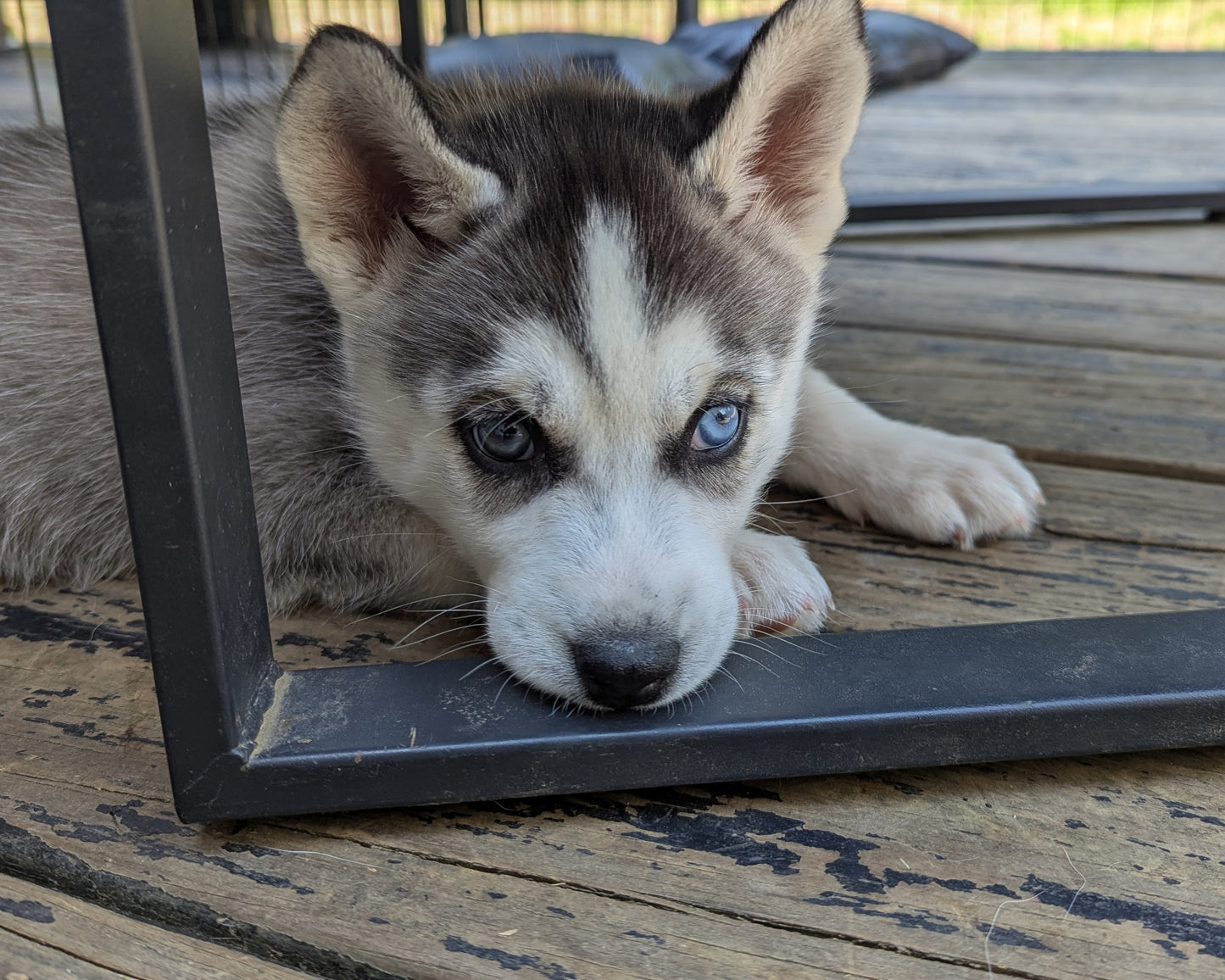 Nova ♀️ (Adopted)