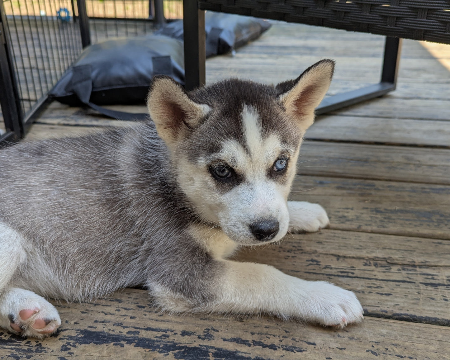Nova ♀️ (Adopted)