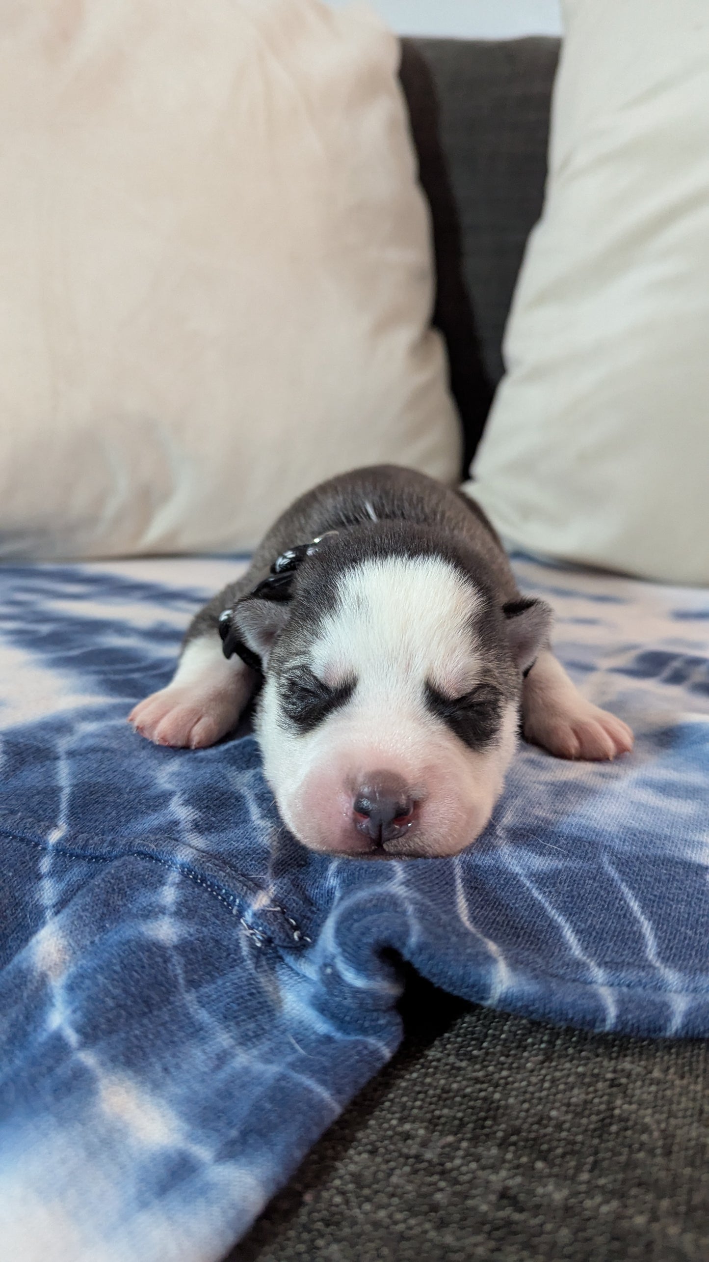 Cato ♂️ (Adopted)