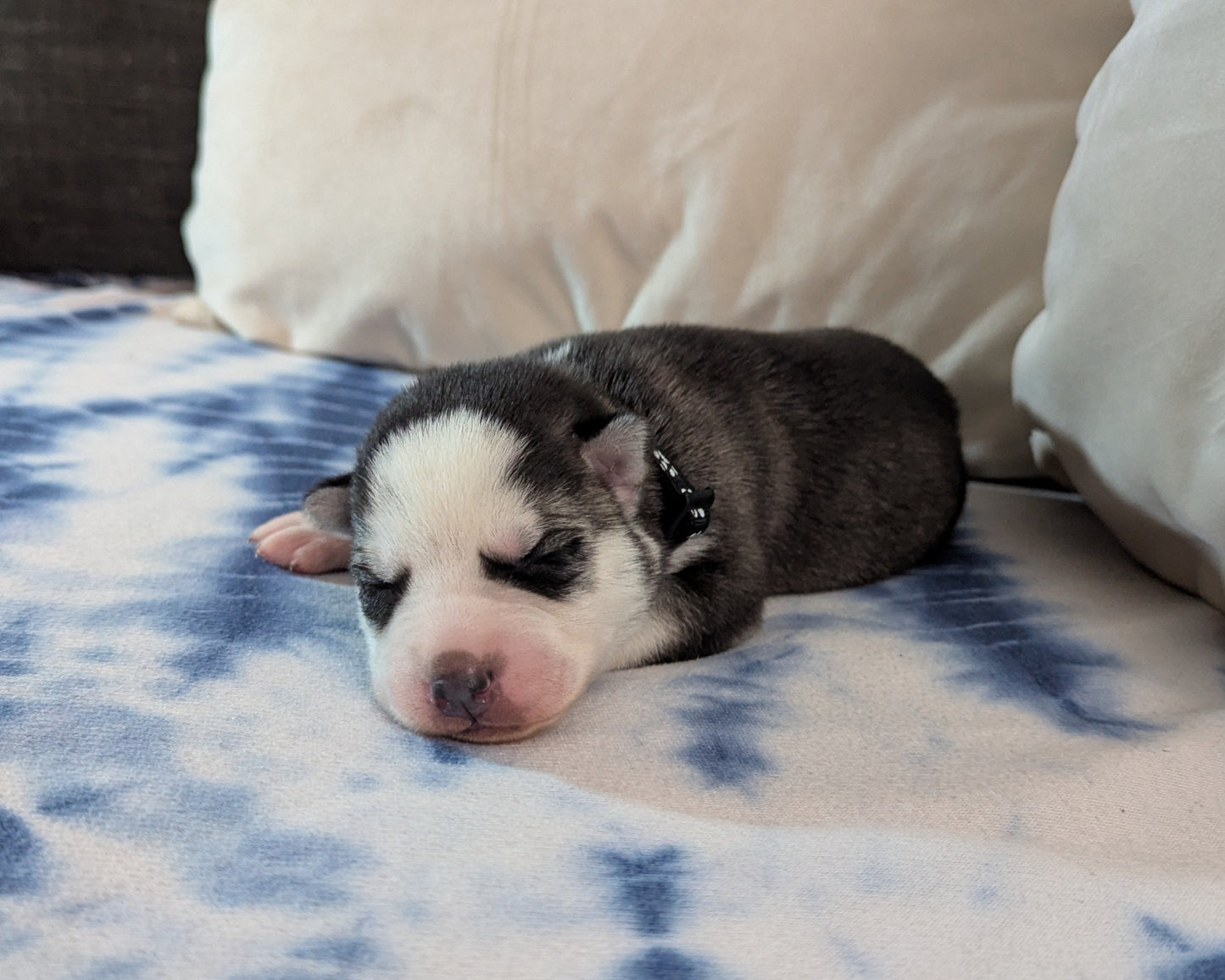 Cato ♂️ (Adopted)