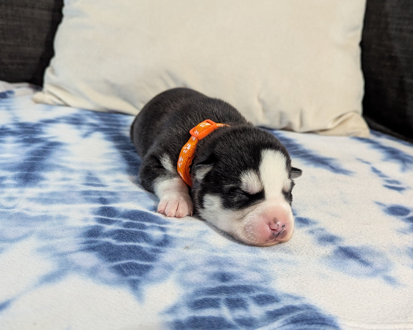 Niko ♂️ (Adopted) "Alpha"
