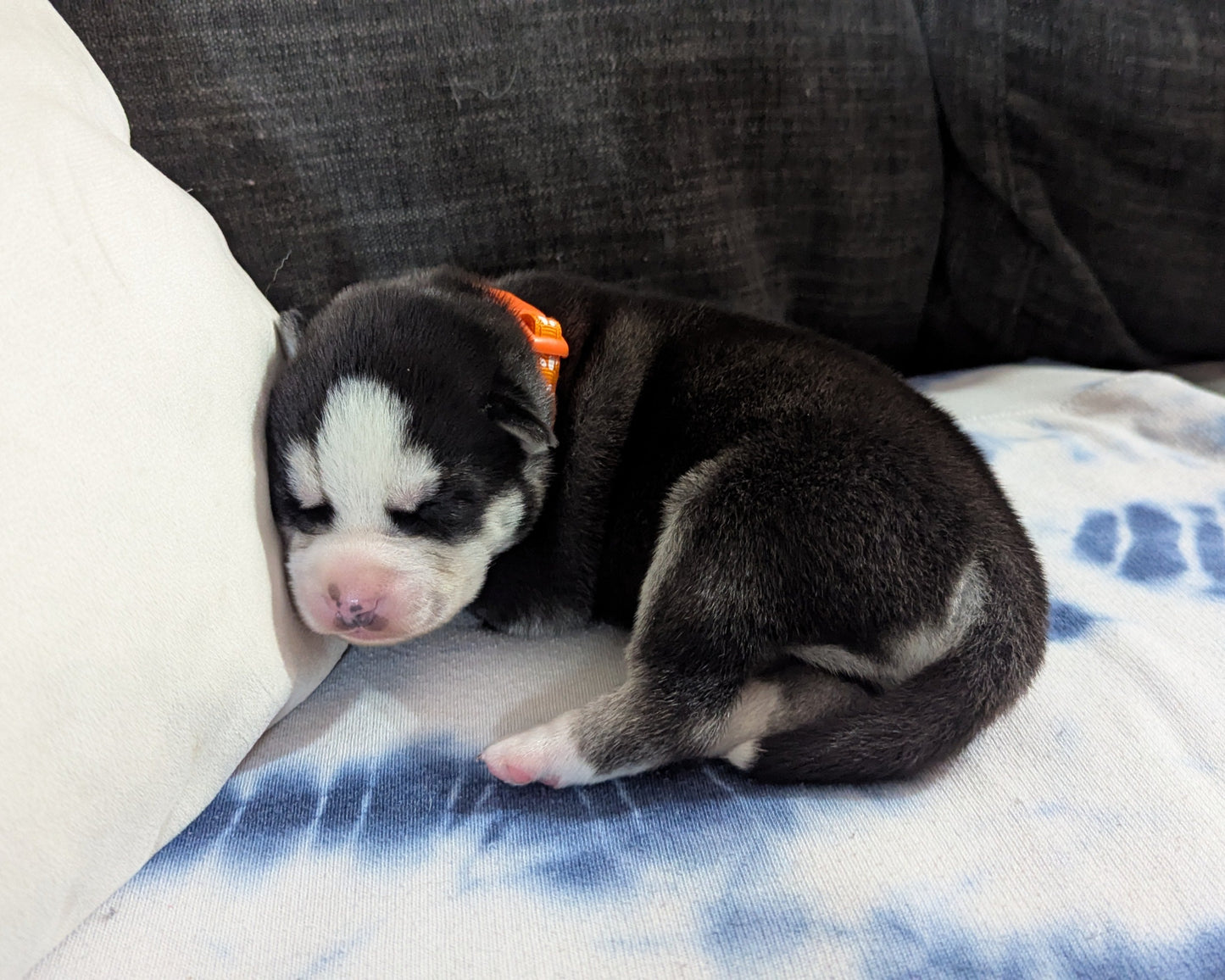 Niko ♂️ (Adopted) "Alpha"