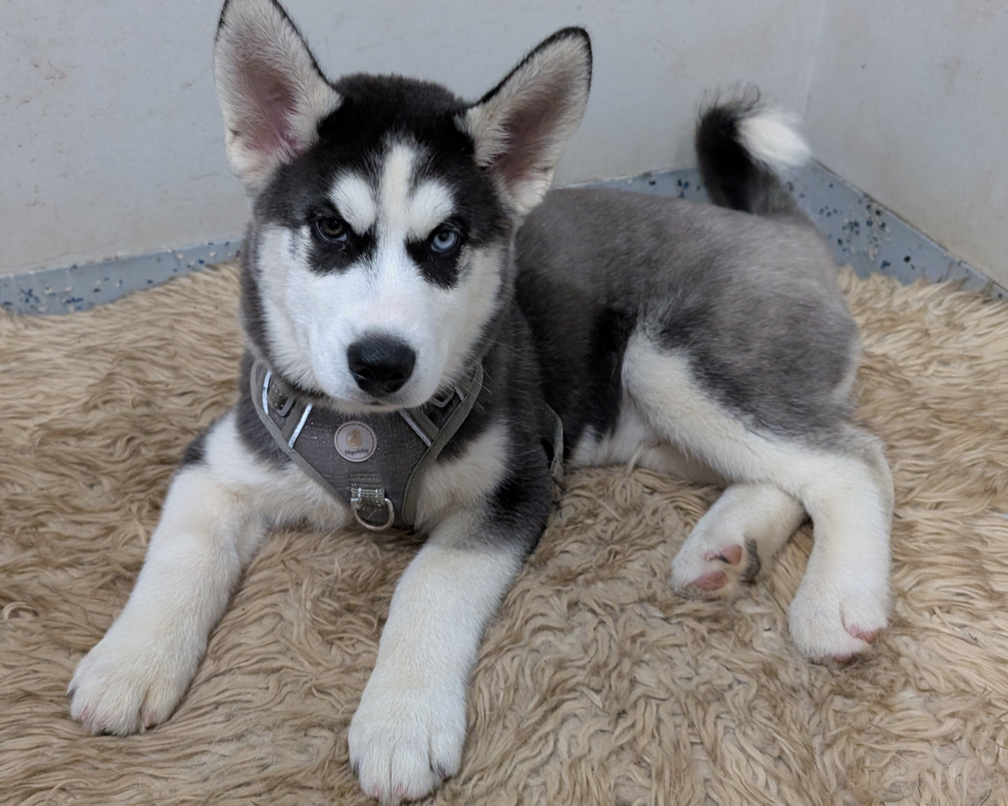 Jasper ♂️ (Adopted)
