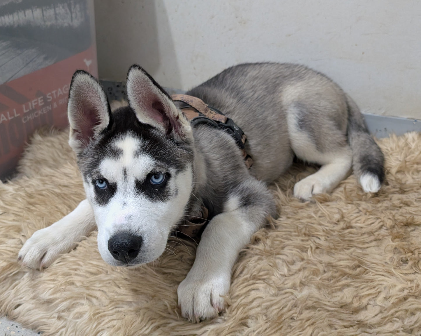Cato ♂️ (Adopted)