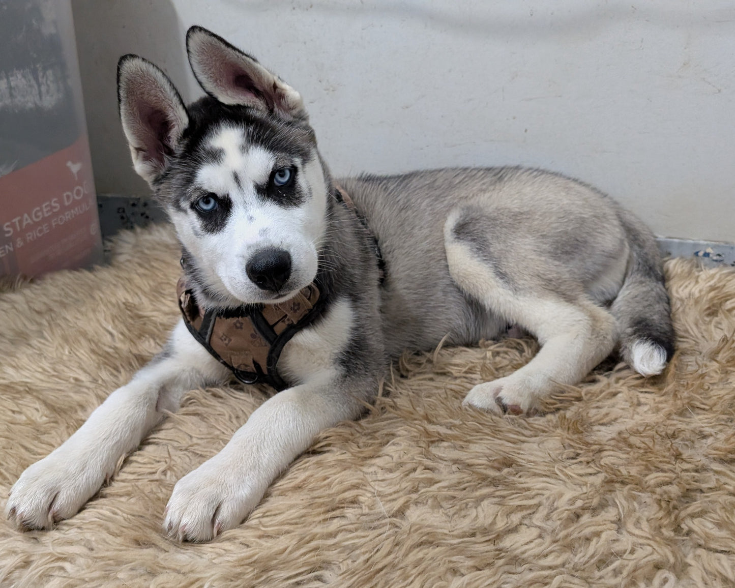 Cato ♂️ (Adopted)