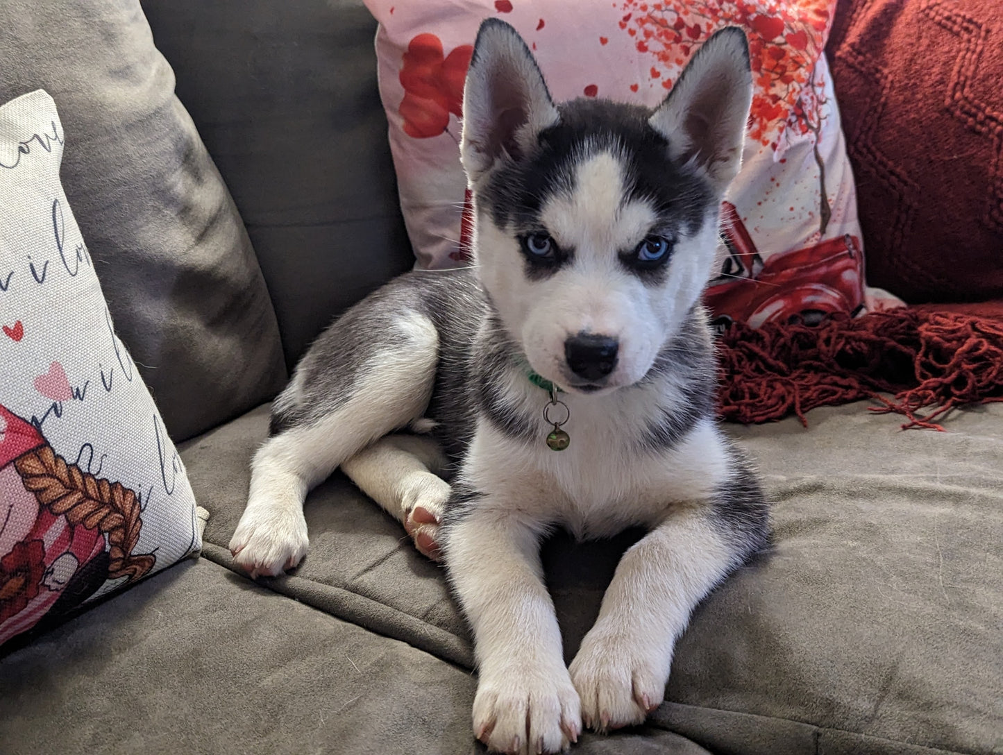 Piper ♀️ (Adopted) "Piper"