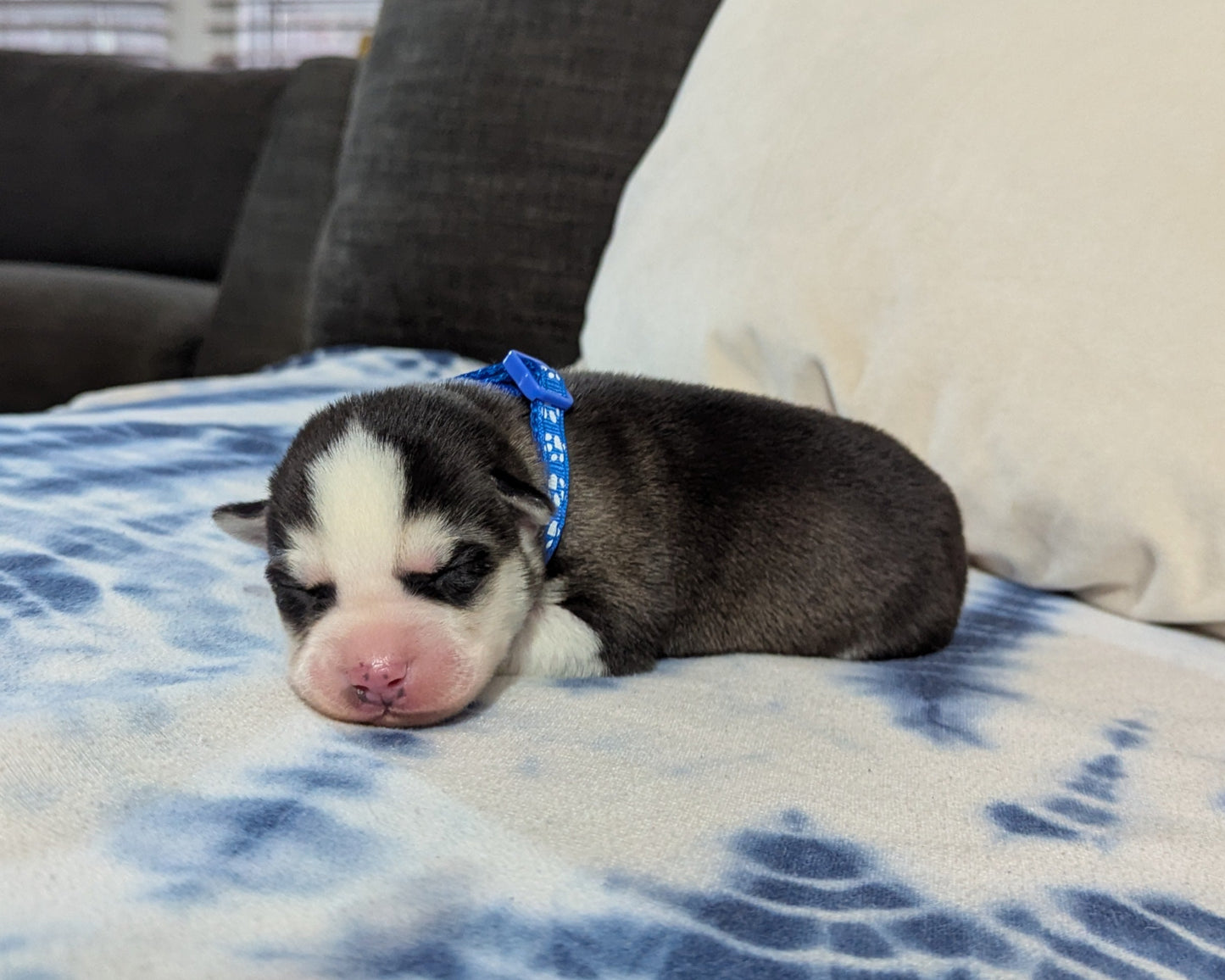 Rocky ♂️ (Adopted)
