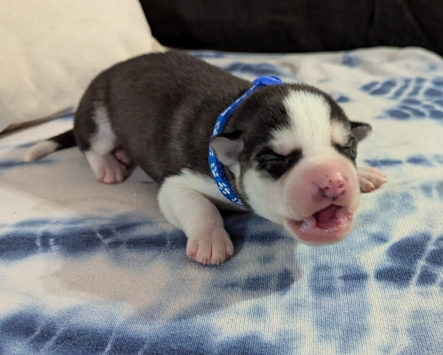 Rocky ♂️ (Adopted)
