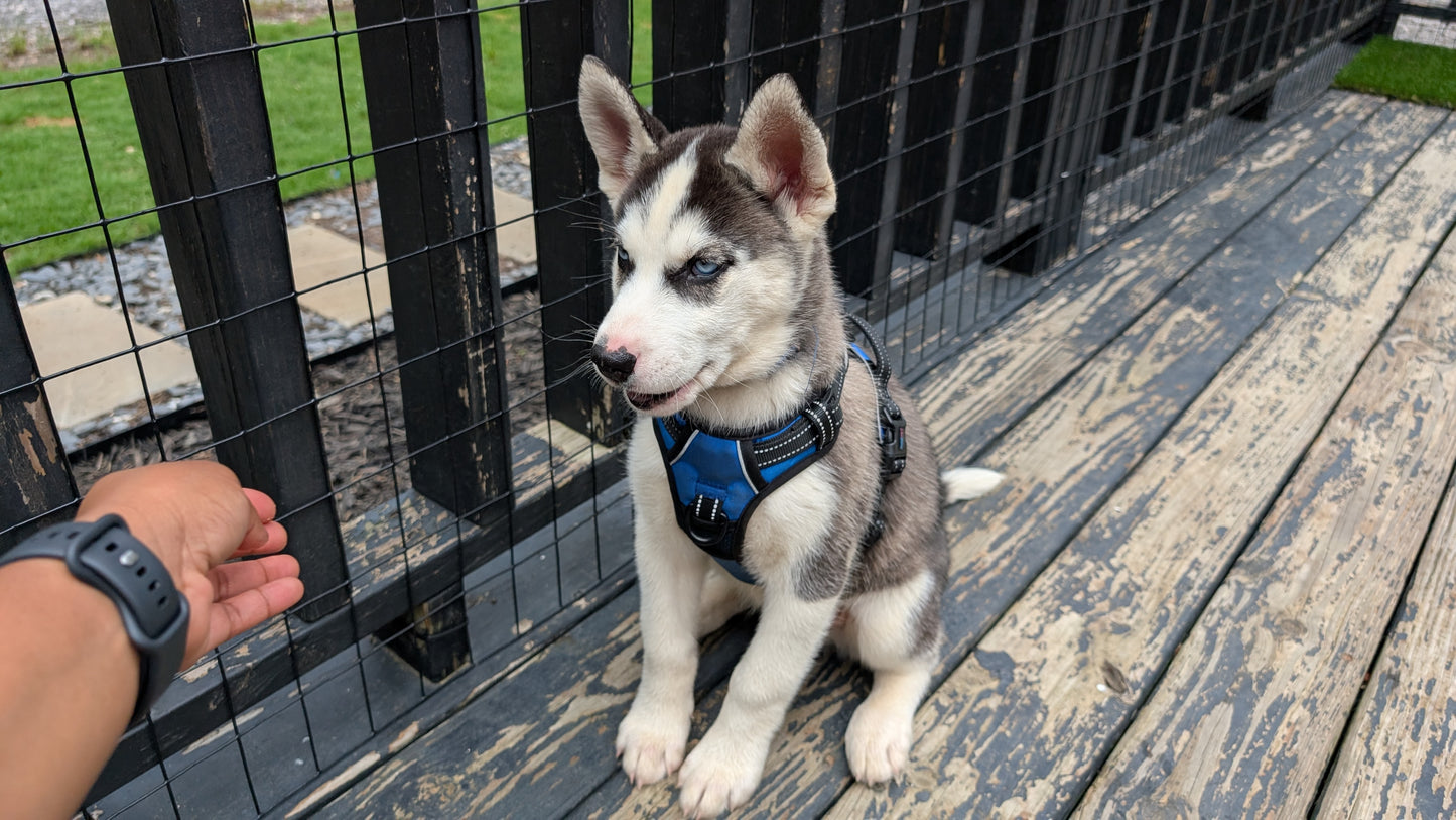 Rocky ♂️ (Adopted)