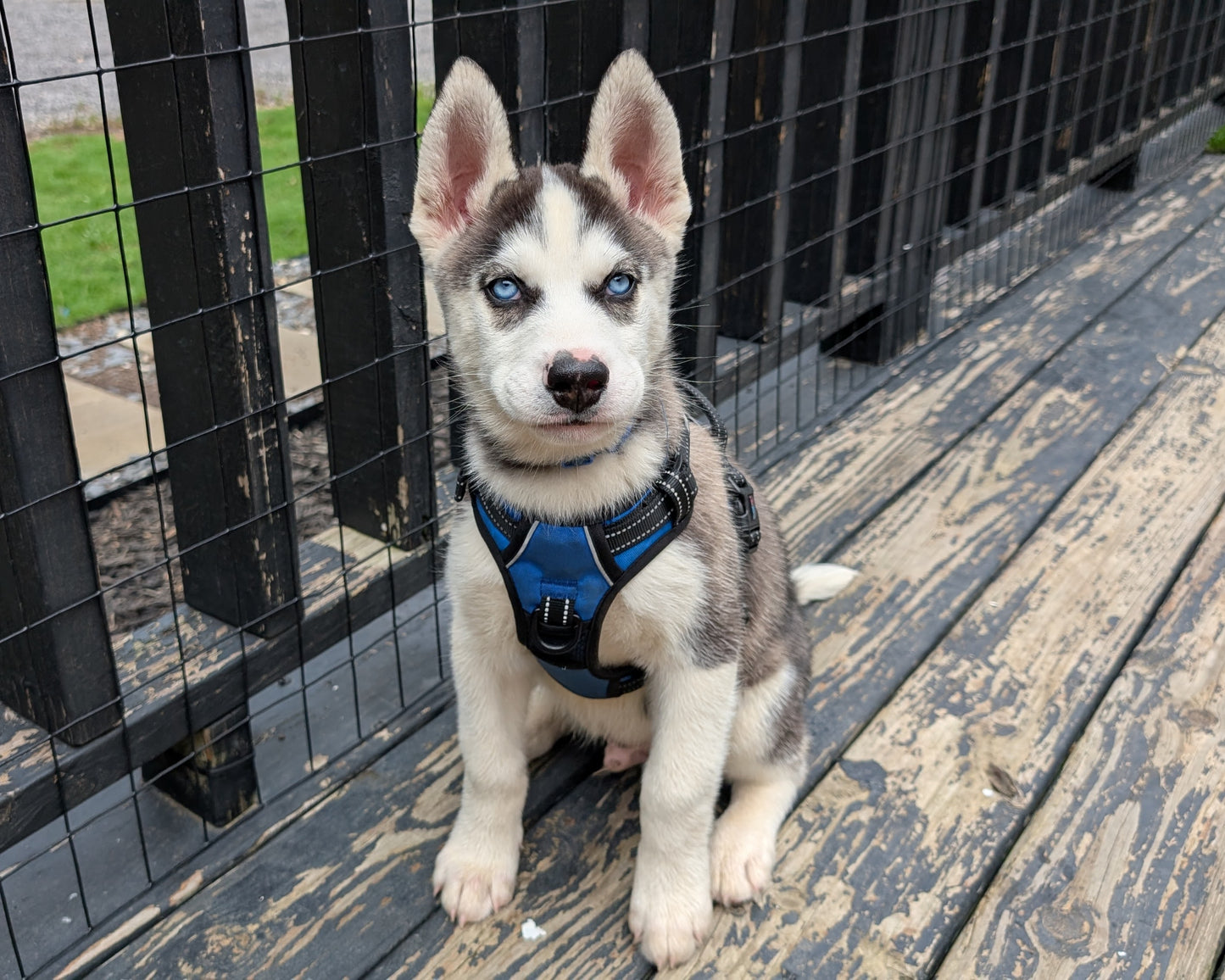 Rocky ♂️ (Adopted)