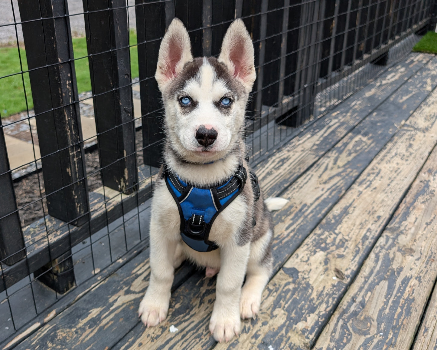 Rocky ♂️ (Adopted)