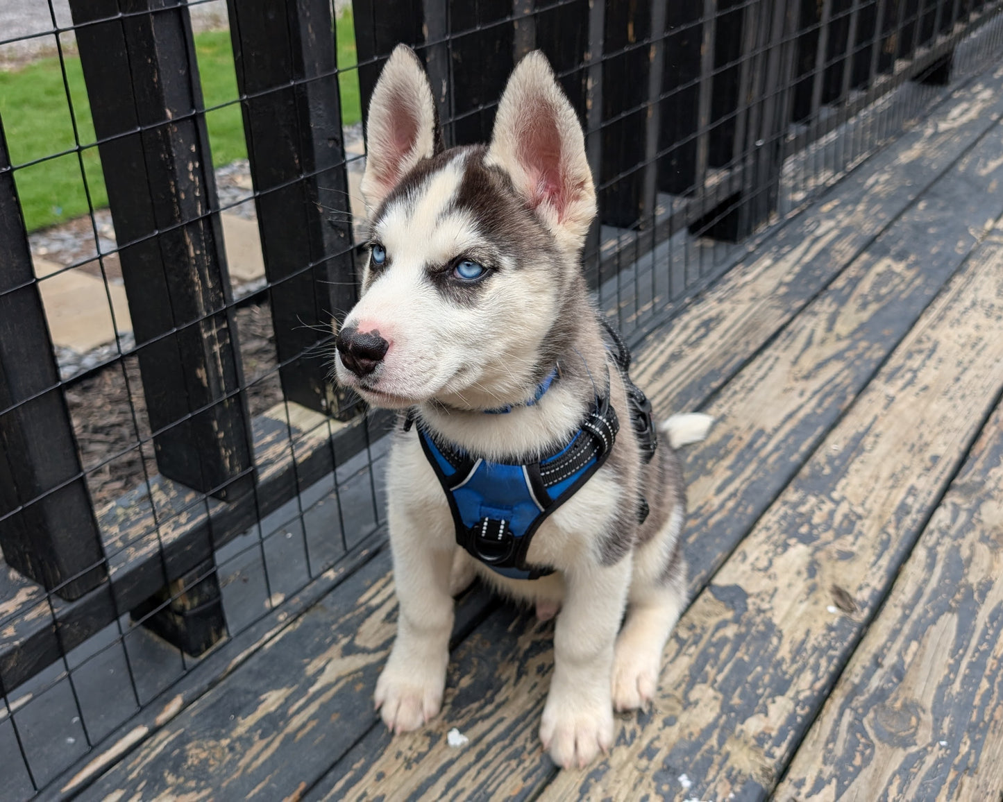 Rocky ♂️ (Adopted)