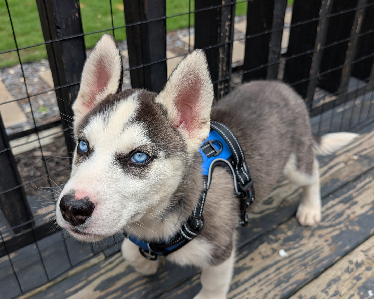 Rocky ♂️ (Adopted)