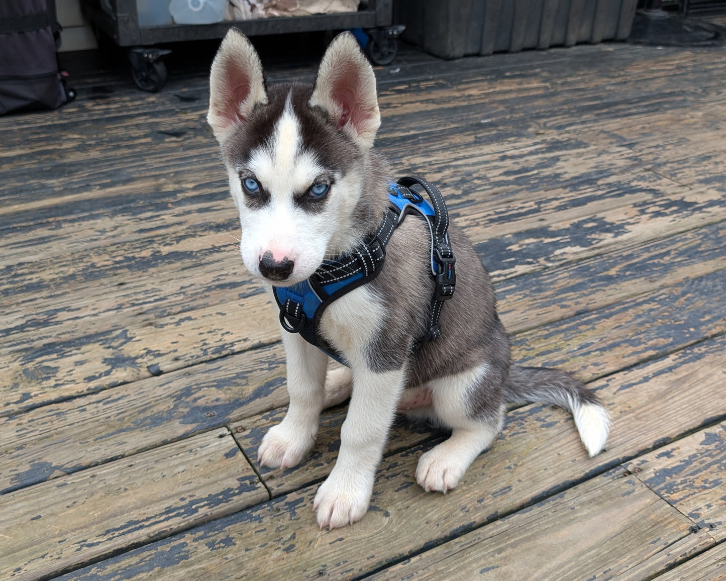 Rocky ♂️ (Adopted)
