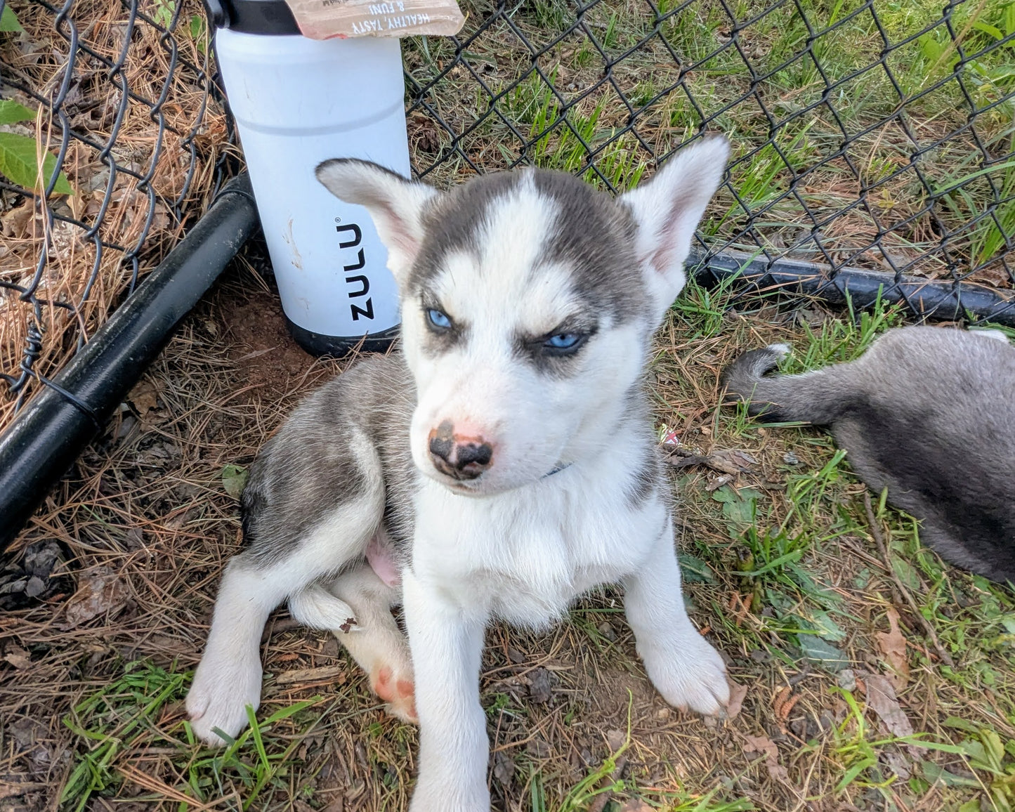 Rocky ♂️ (Adopted)