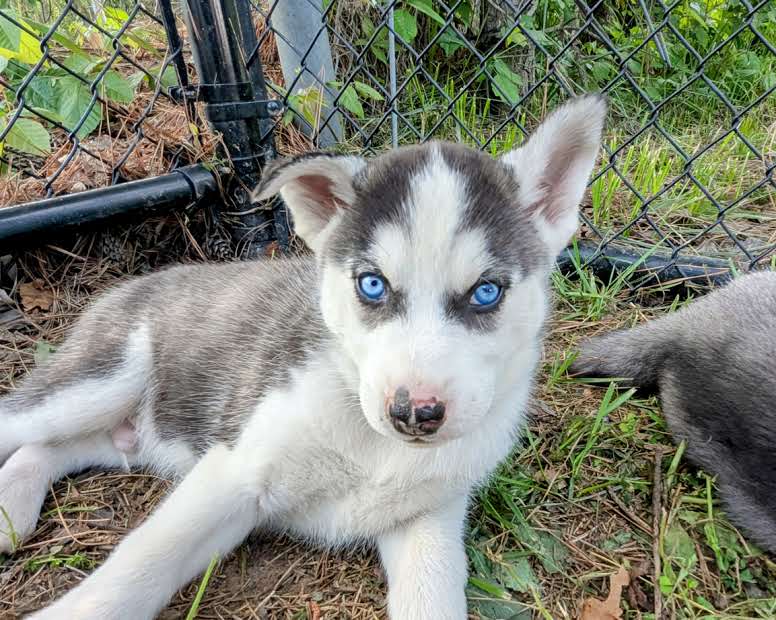 Rocky ♂️ (Adopted)