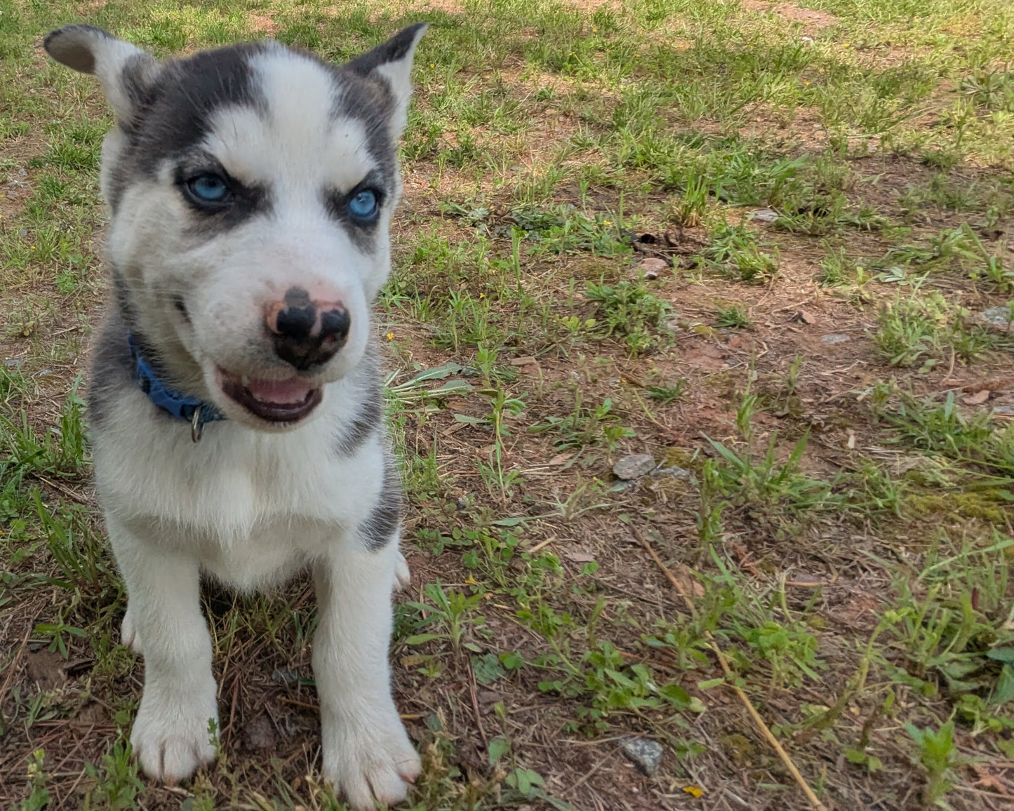 Rocky ♂️ (Adopted)