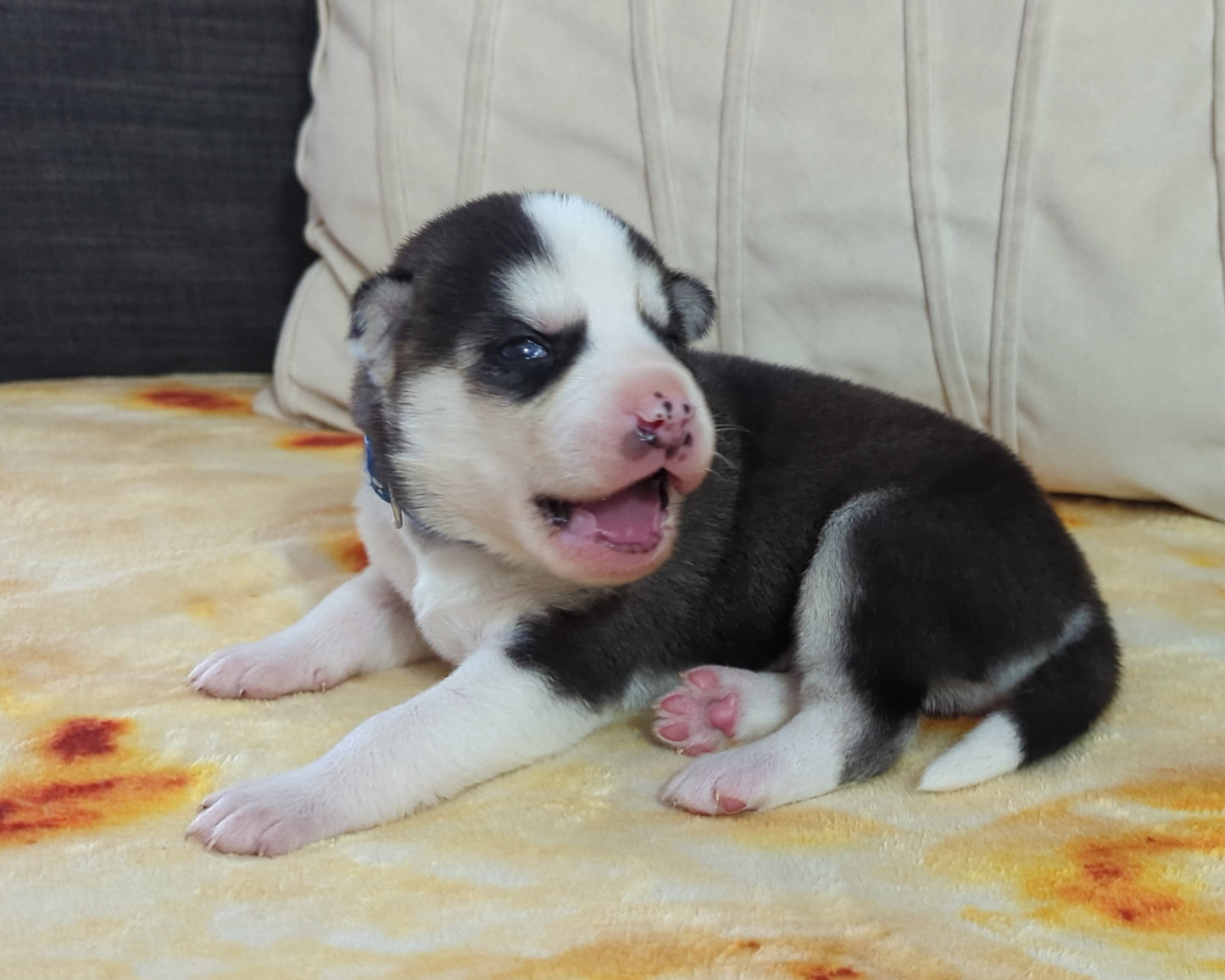 Rocky ♂️ (Adopted)