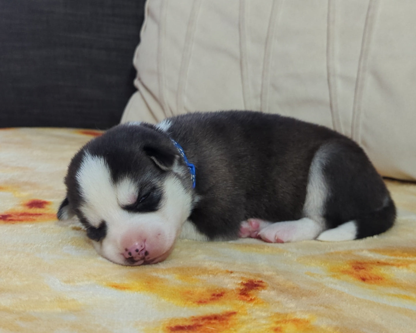 Rocky ♂️ (Adopted)