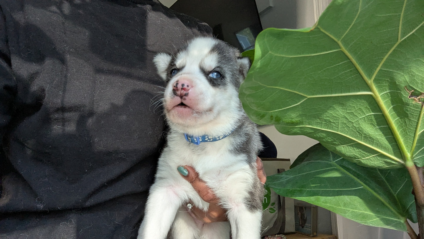 Rocky ♂️ (Adopted)