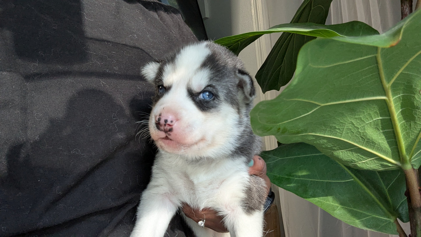 Rocky ♂️ (Adopted)