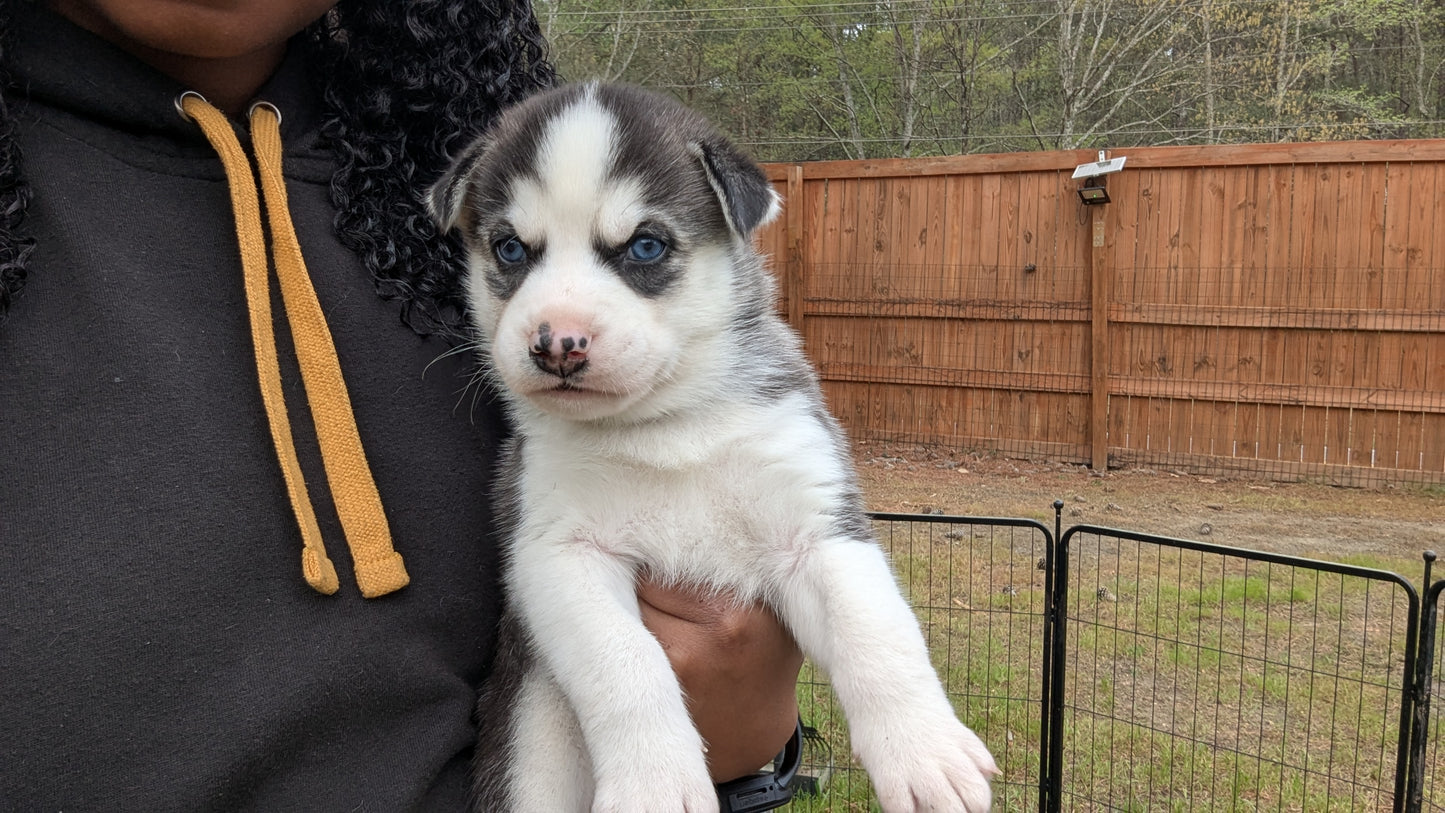 Rocky ♂️ (Adopted)