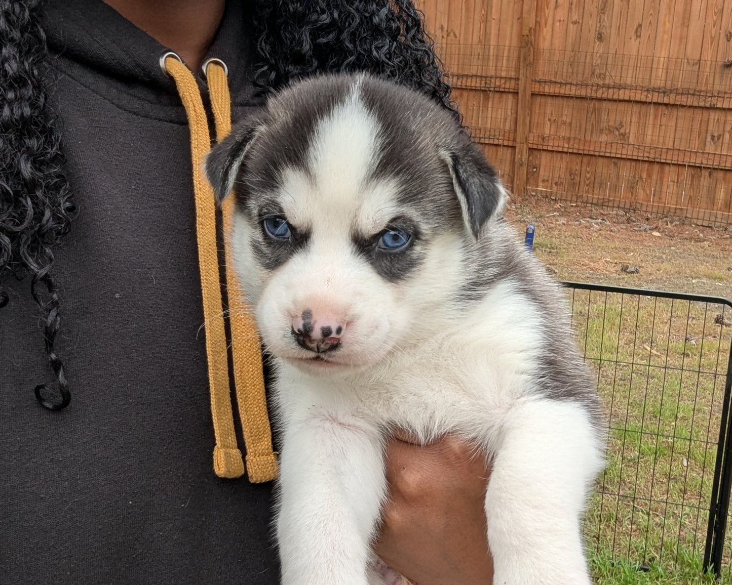 Rocky ♂️ (Adopted)