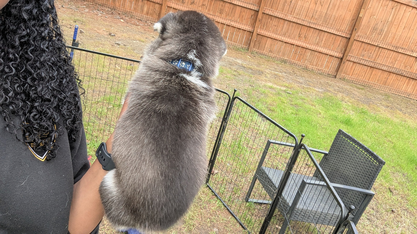 Rocky ♂️ (Adopted)