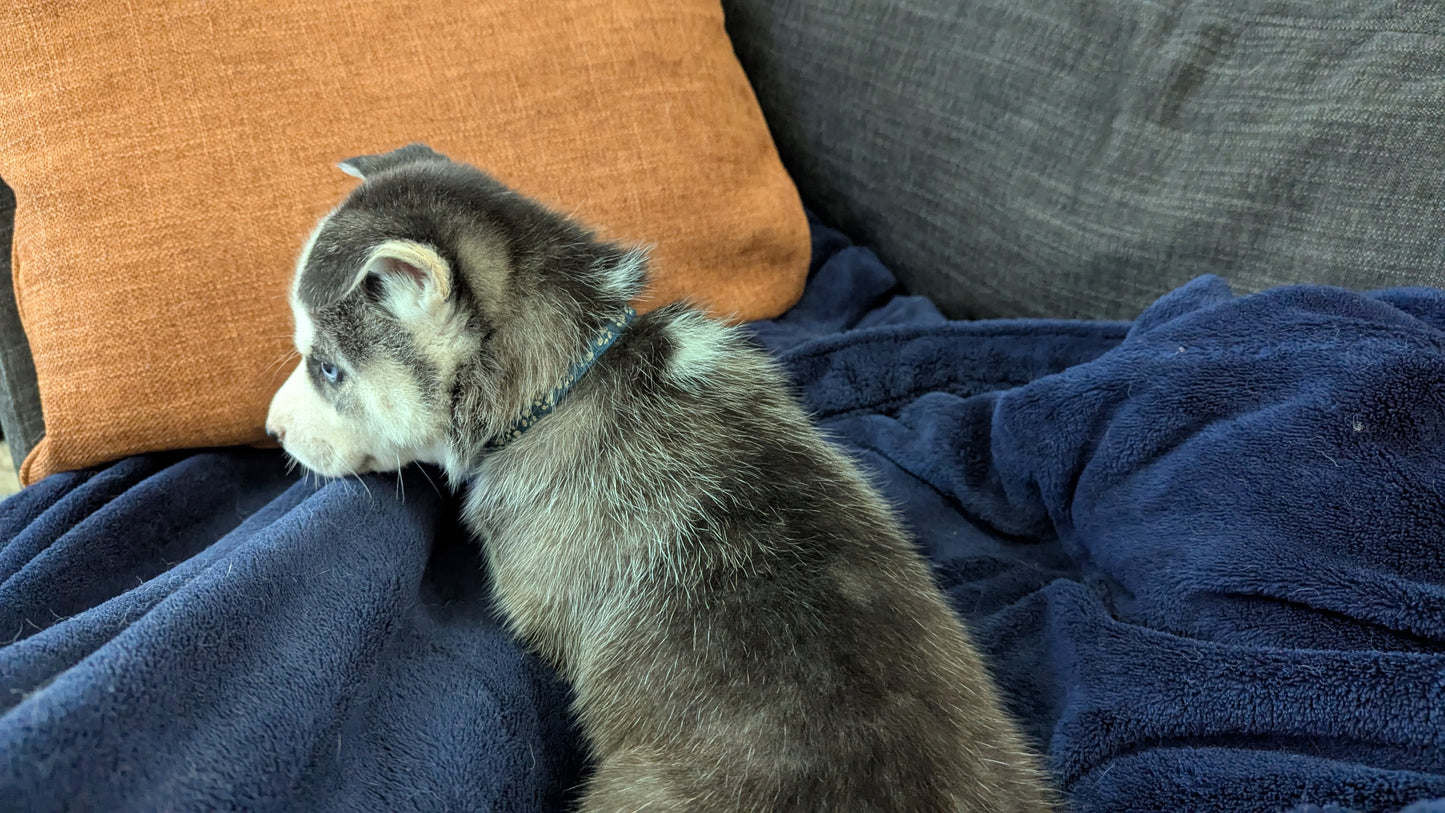 Rocky ♂️ (Adopted)