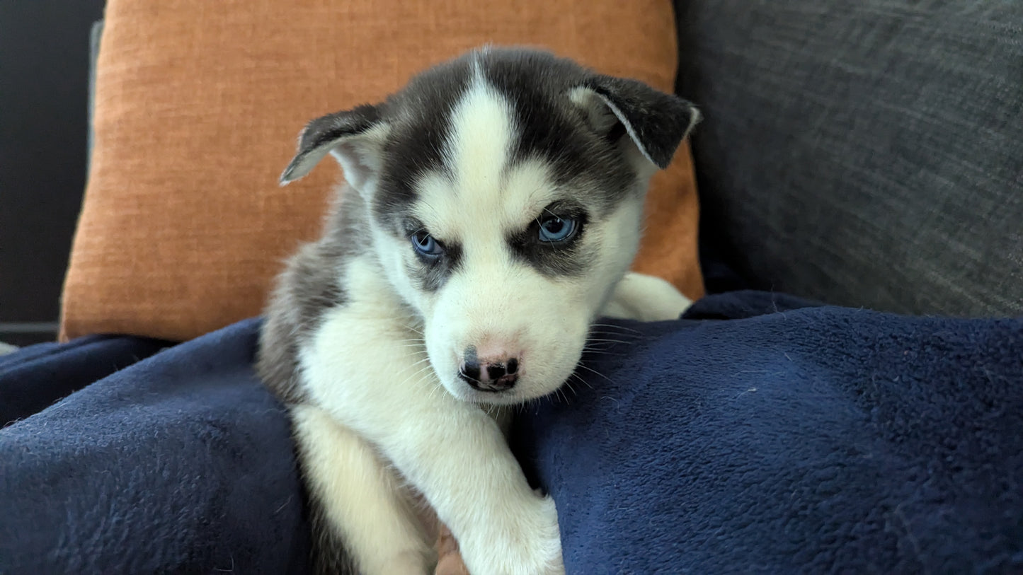 Rocky ♂️ (Adopted)