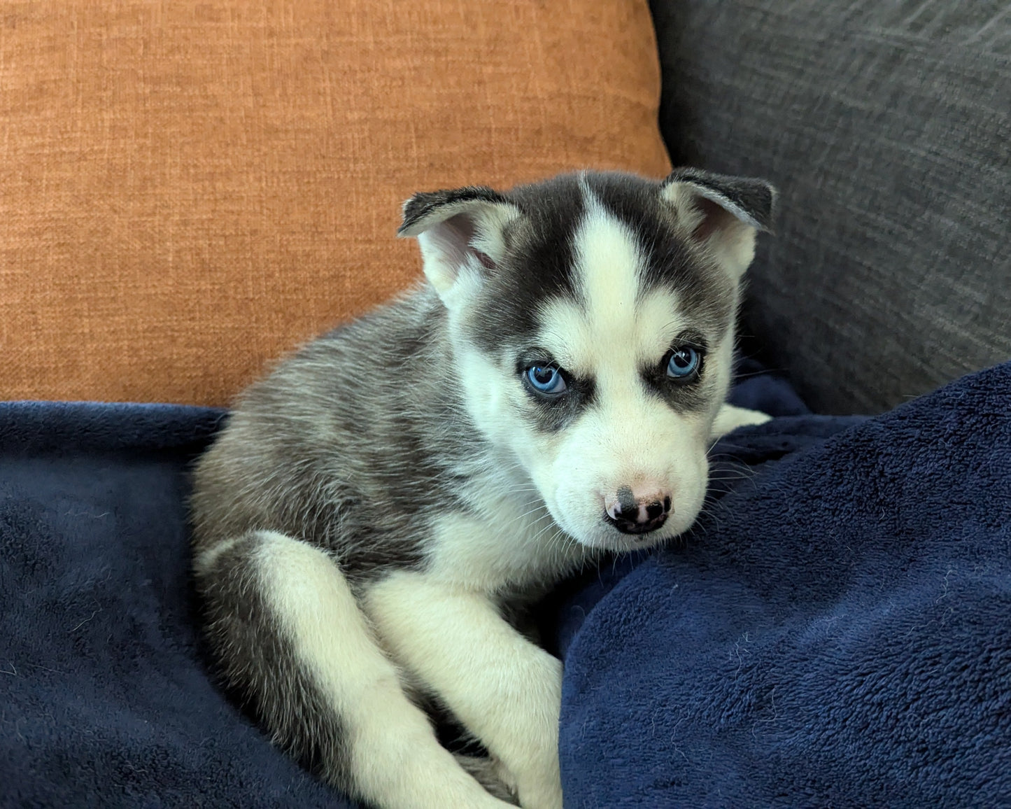 Rocky ♂️ (Adopted)