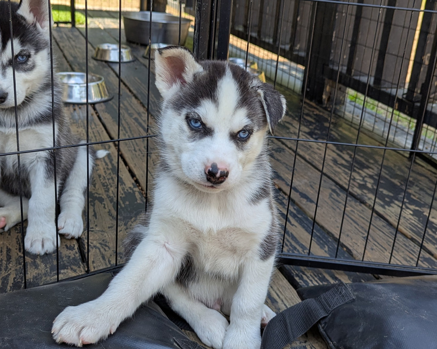 Rocky ♂️ (Adopted)