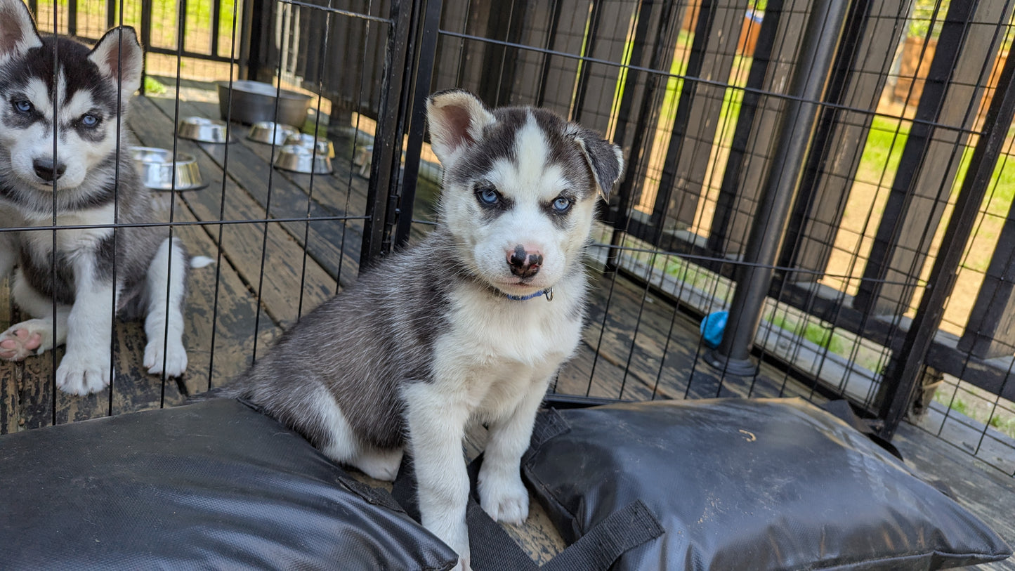 Rocky ♂️ (Adopted)